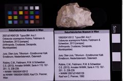 Foto (Objekt + Etiketten) von Octoeurax acaresprora (Robins, Feldmann & Schweitzer, 2013) (NHMW-GEO-1990-0041-0512)